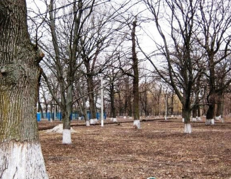 «Дуби черешчаті»