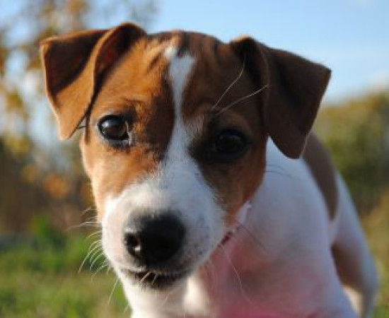 Пропала собака